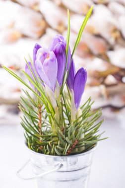 Crocus closeup on pussy willow background. Spring concept clipart