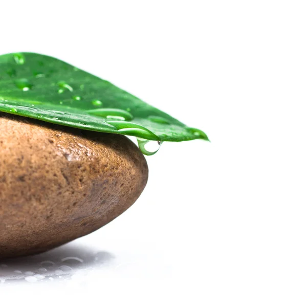 Piedra y hoja — Foto de Stock