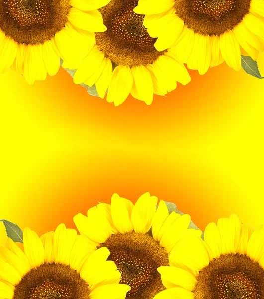 stock image Sunflower