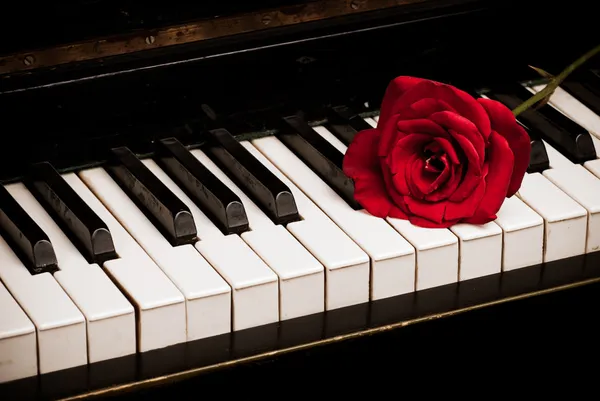 Piano keyboard och rose — Stockfoto