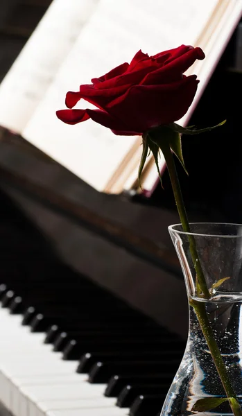 Klaviertastatur und Rose — Stockfoto