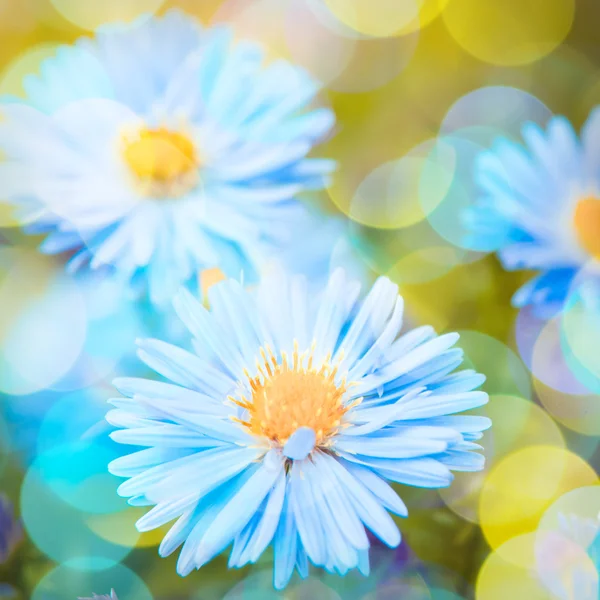 Kék daisy — Stock Fotó