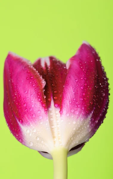 Pink tulip head — Stock Photo, Image