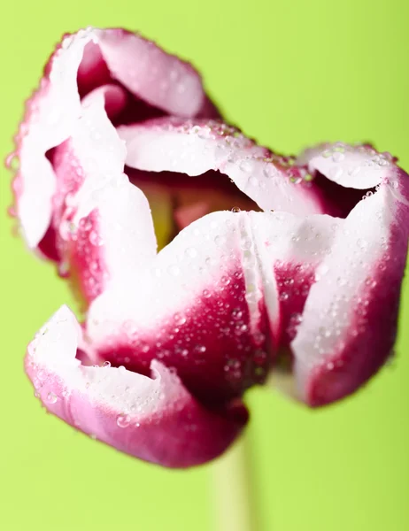 Pink tulip head — Stock Photo, Image