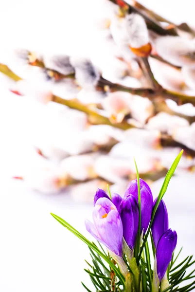 Crocus closeup on pussy willow background. Spring concept — Stock Photo, Image