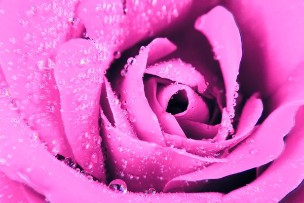 พื้นหลังดอกกุหลาบ — ภาพถ่ายสต็อก