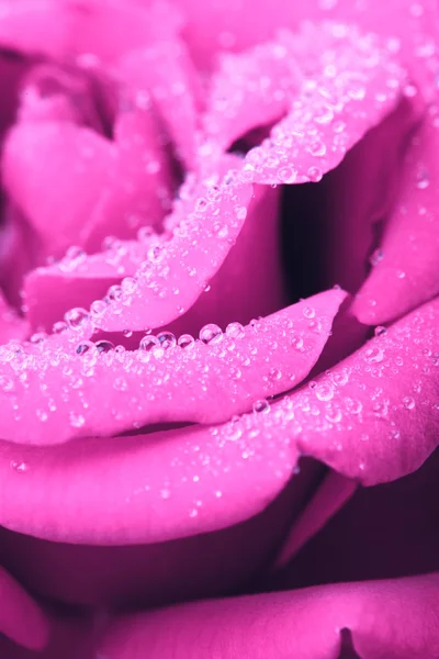พื้นหลังดอกกุหลาบ — ภาพถ่ายสต็อก