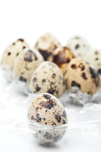Яйца перепелов — стоковое фото