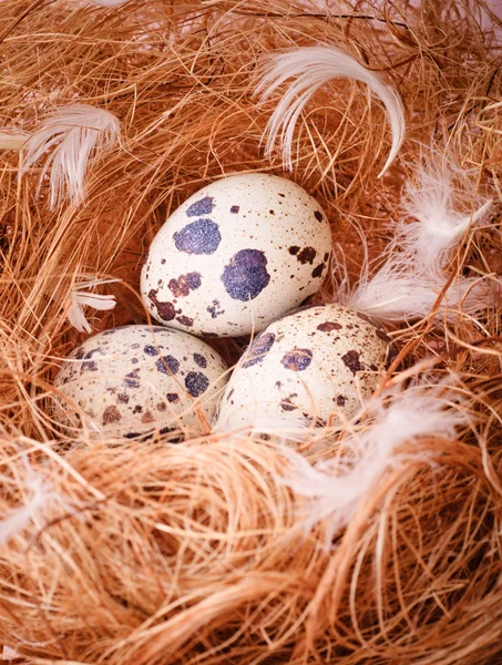 Bıldırcın yumurta — Stok fotoğraf