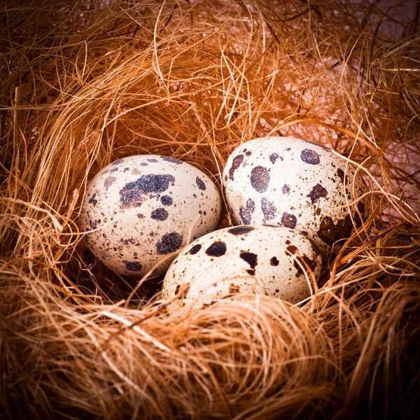 Quail's Eggs — Stock Photo, Image