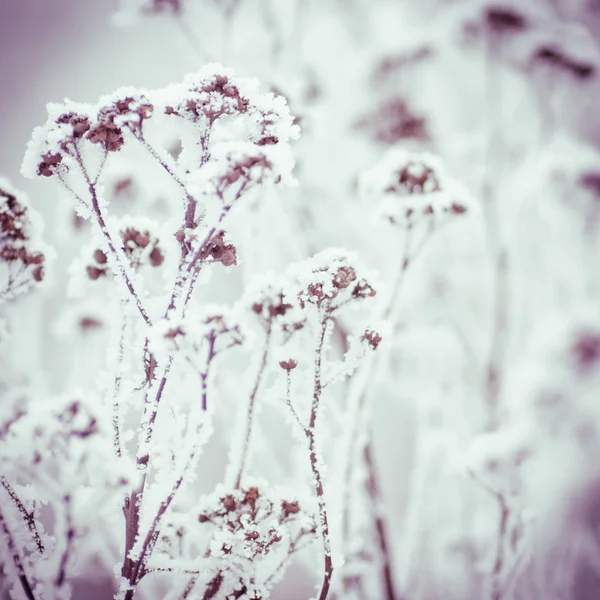 Winterachtergrond — Stockfoto