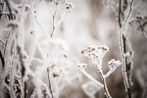 冬季背景 — 图库照片