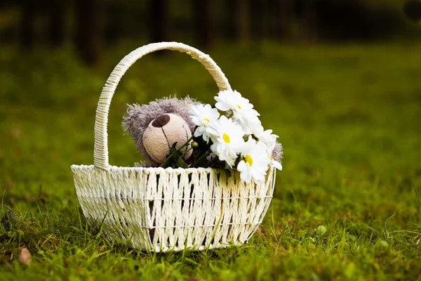 Margaridas e ursinho de pelúcia — Fotografia de Stock