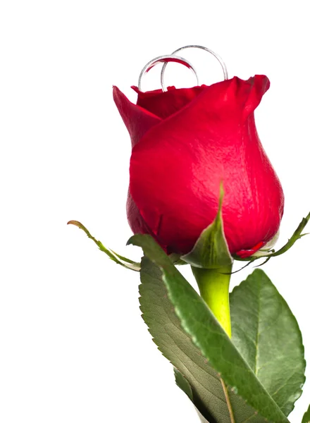Rosa vermelha com anéis de prata — Fotografia de Stock