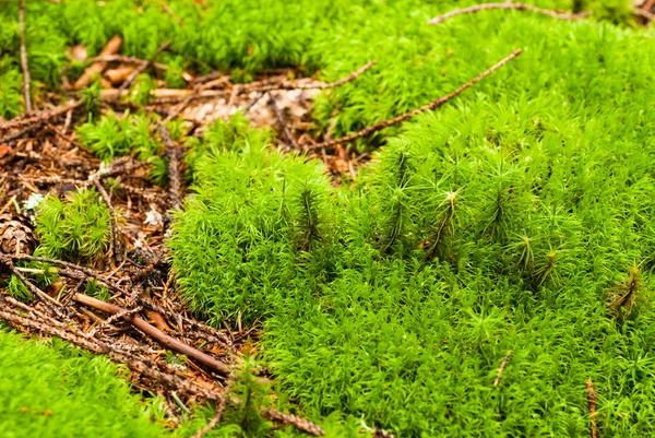 Groen bos — Stockfoto