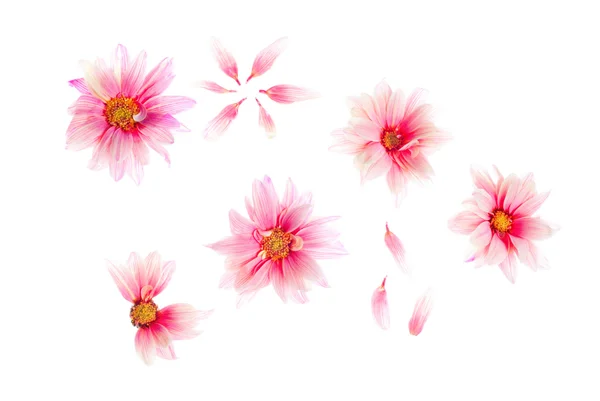 Růžový sedmikrásky — Stock fotografie