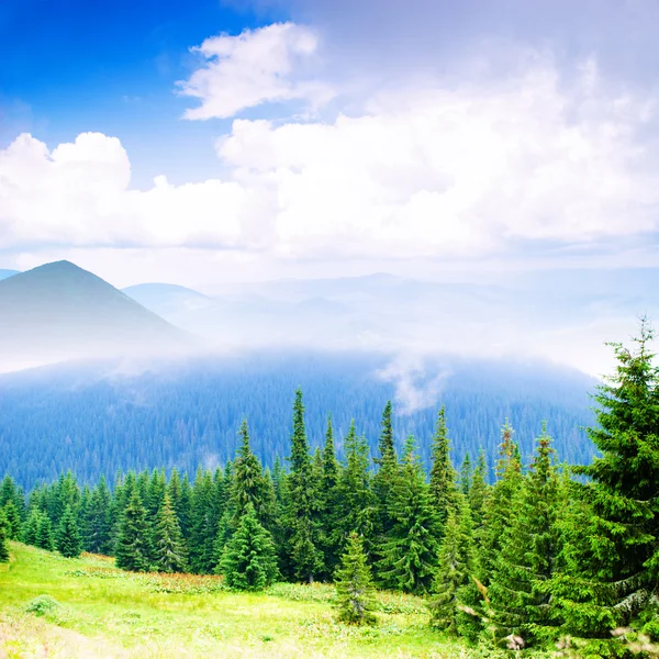 Forest in Carpathian mountains — Stock Photo, Image