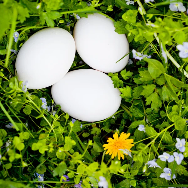 Eieren op gras — Stockfoto