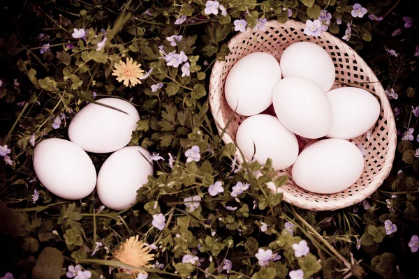 Çimenlerin üzerinde yumurta — Stok fotoğraf
