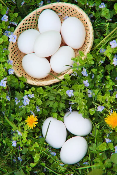 Huevos en la hierba —  Fotos de Stock