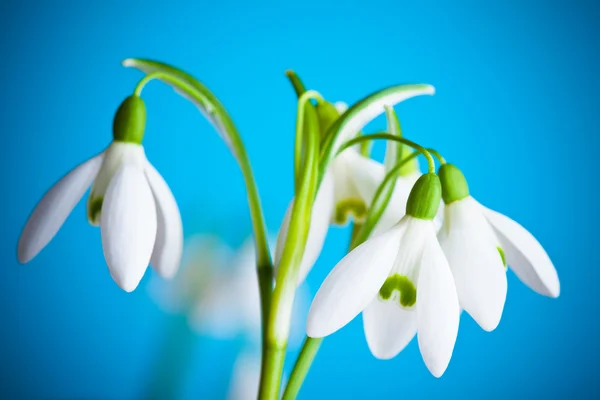 スノー ドロップの花 — ストック写真