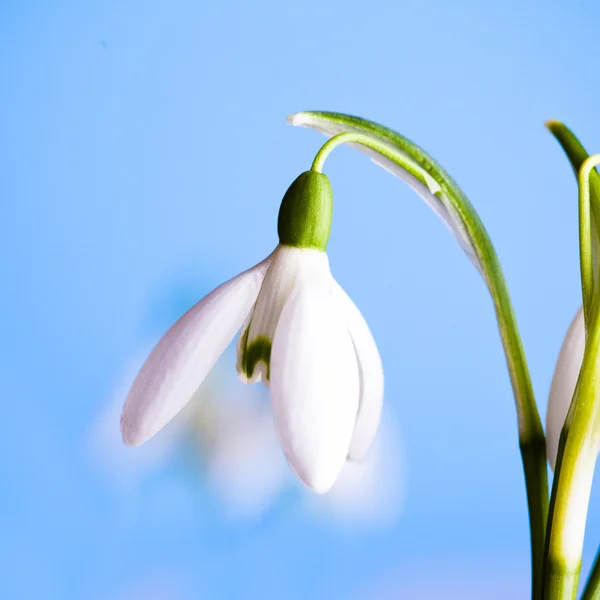 Květy sněženek — Stock fotografie