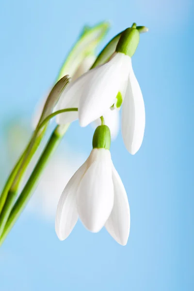 Schneeglöckchen — Stockfoto