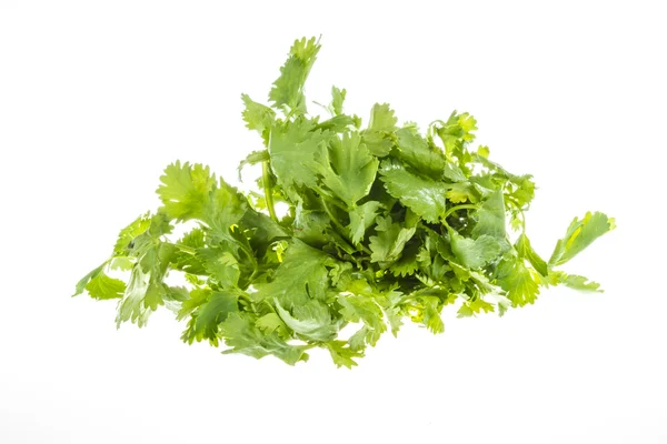 Close-up foto van verse koriander, koriander (bladeren & wortels) op witte achtergrond — Stockfoto