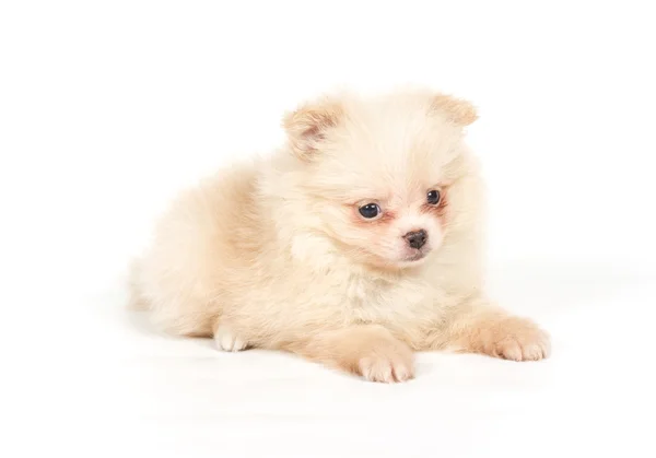 Pomeranian Spitz puppy on a white background Stock Picture