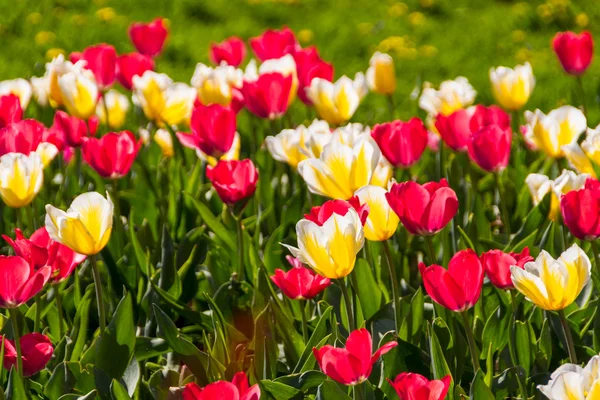 Tulipánok a tavaszi nap — Stock Fotó