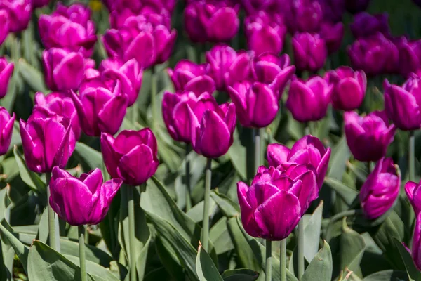Tulipani in sole di primavera — Foto Stock