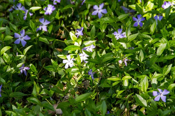 Flores da primavera no jardim — Fotografia de Stock