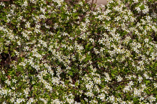 Vårblommor i trädgården — Stockfoto