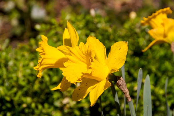 Nárcisz, nárcisz és tavaszi virág — Stock Fotó