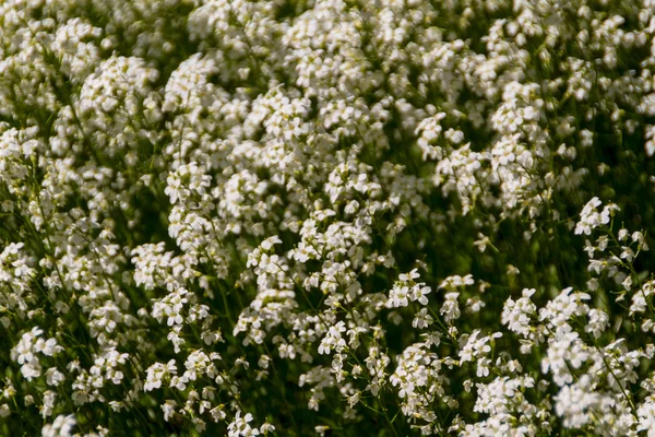 Fleurs printanières dans le jardin — Photo