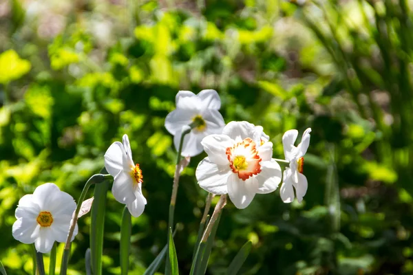 Narcissus en narcis voorjaar bloem — Stockfoto