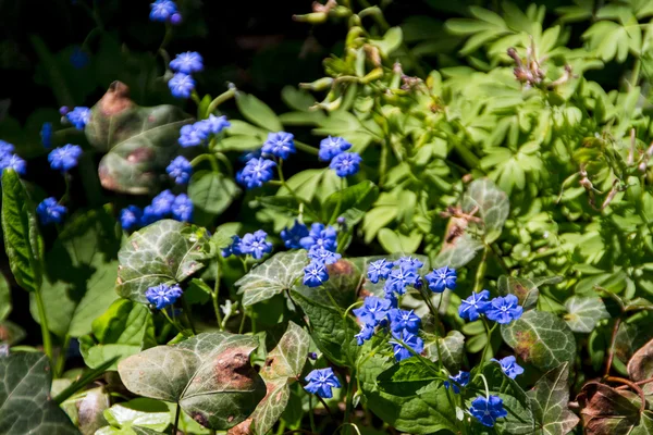 Forget me not blooming flowers and petals — Stock Photo, Image