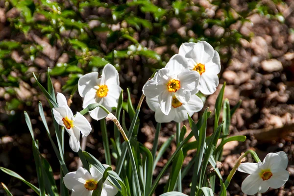 Narciso e narciso flor de primavera — Fotografia de Stock