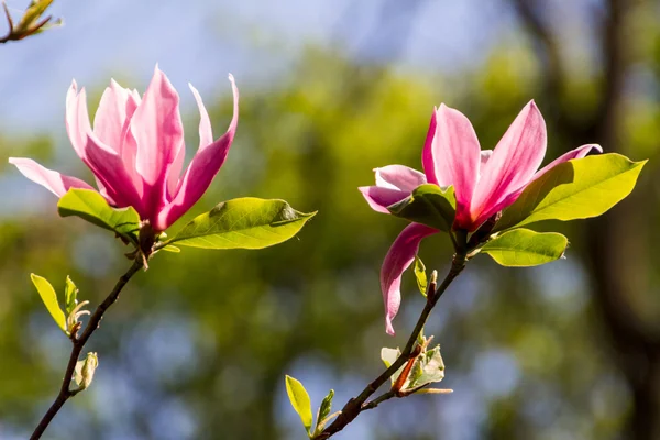 Blossoming of magnolia flowers in spring time — Stock Photo, Image