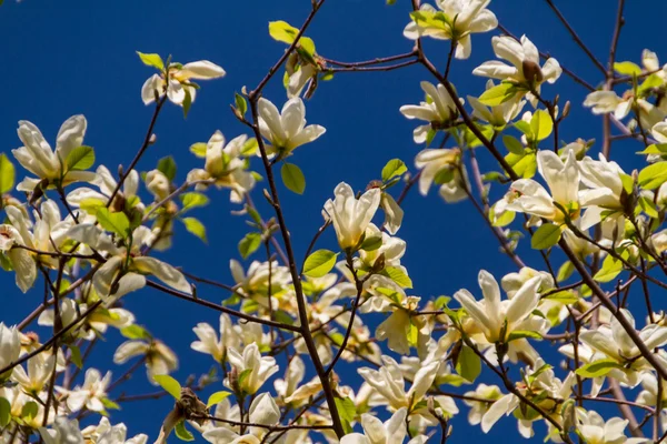 Florecimiento de flores de magnolia en primavera —  Fotos de Stock