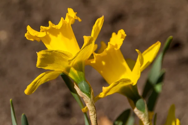 Нарцисс и весенний цветок нарцисса — стоковое фото