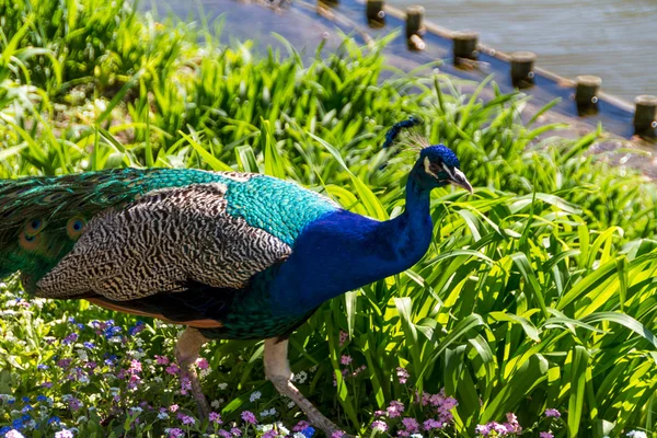 stock image Beautiful peacock