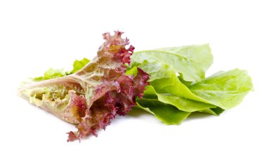 salata yaprakları