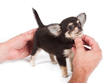 Beyaz arka planda chihuahua köpek yavrusu