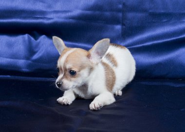 Chihuahua yavrusu