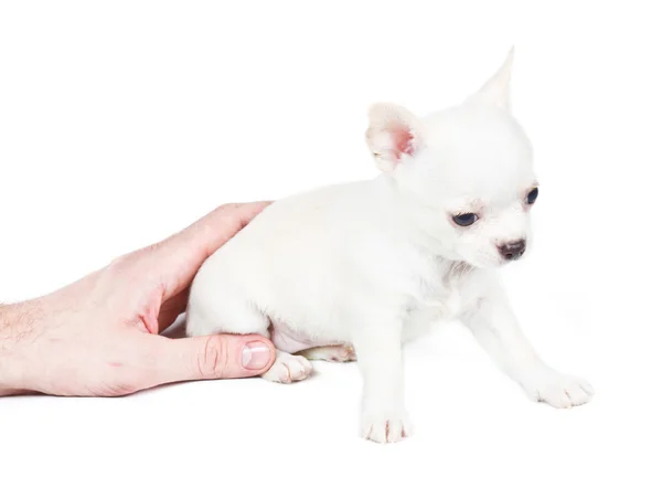 Chihuahua kiskutya előtt fehér háttér — Stock Fotó