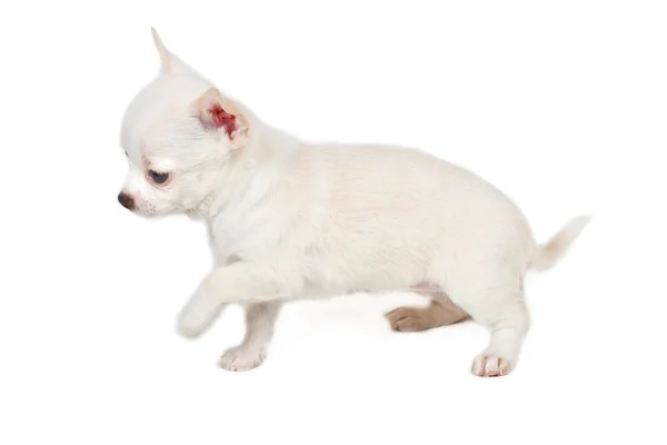 Čivava štěně před bílým pozadím — Stock fotografie