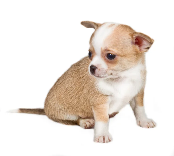 Chihuahua cachorro na frente de fundo branco — Fotografia de Stock