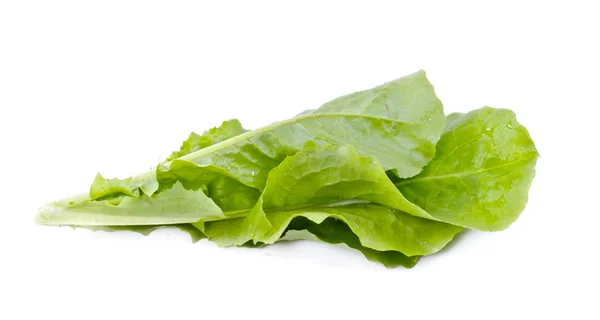 stock image Salad leaves