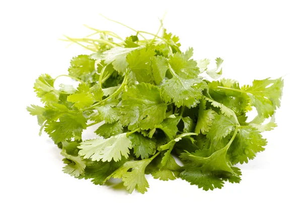 Hoja fresca de cilantro crudo orgánico aislada sobre fondo blanco. C — Foto de Stock